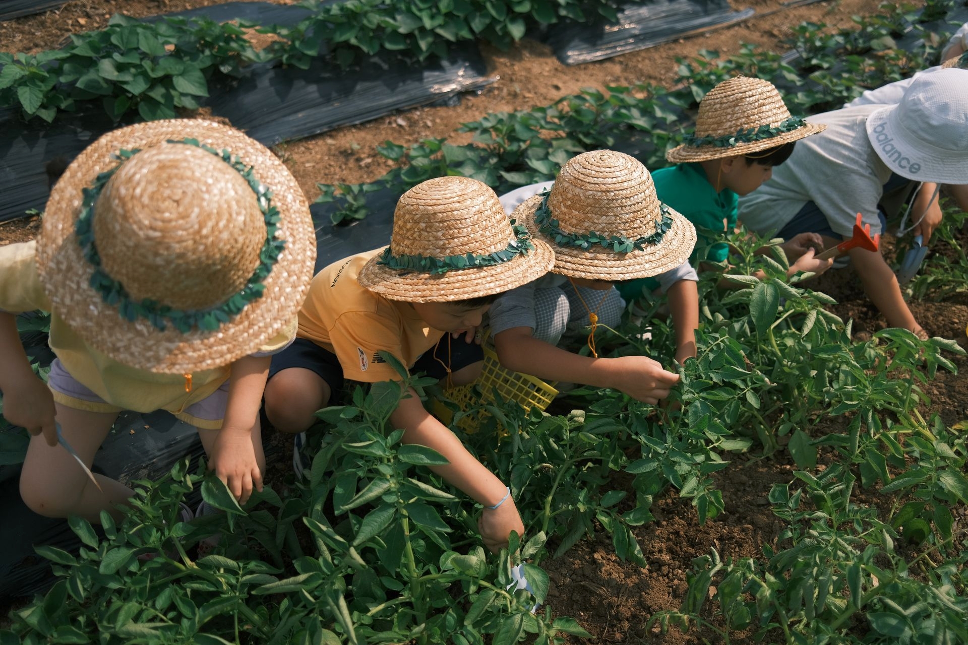 옥수수&감자수확활동